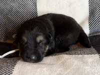 Wilber, a male German Shepherd Dog for sale in Sarcoxie, MO – Photo 4 of 10