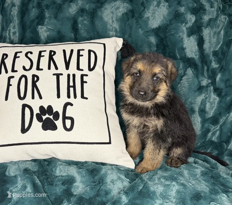 Ginny – German Shepherd Dog puppy for sale in Sarcoxie, MO