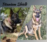 Ginny, a female German Shepherd Dog for sale in Sarcoxie, MO – 4 of 8