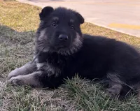 Grayson, a male German Shepherd Dog for sale in Sarcoxie, MO – Photo 1 of 10