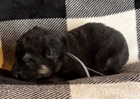 Grayson, a male German Shepherd Dog for sale in Sarcoxie, MO – Photo 4 of 10