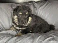 Grayson, a male German Shepherd Dog for sale in Sarcoxie, MO – Photo 2 of 10