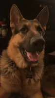 Griffin, a male German Shepherd Dog for sale in Sarcoxie, MO – 4 of 8