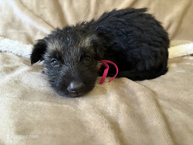 Haden – German Shepherd Dog puppy for sale in Sarcoxie, MO