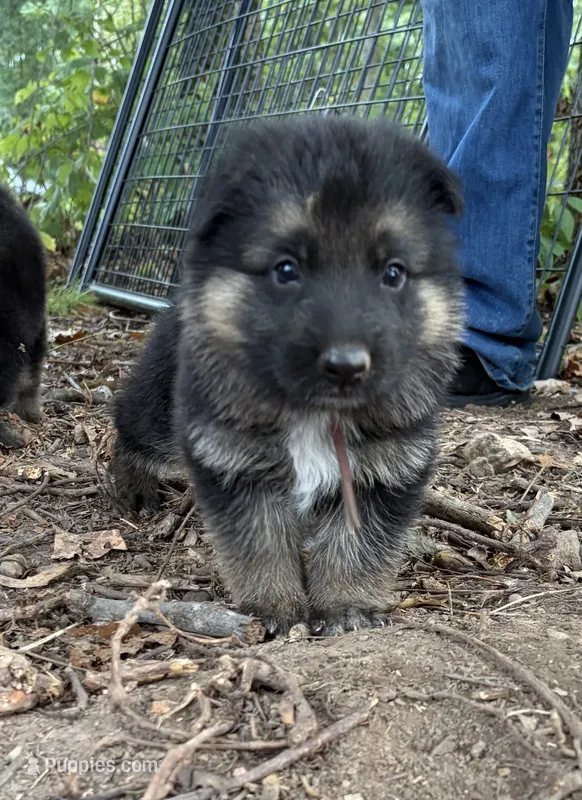Haden – German Shepherd Dog puppy for sale in Sarcoxie, MO