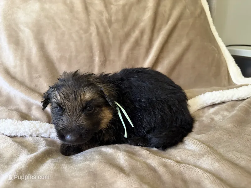 Ginny – German Shepherd Dog puppy for sale in Sarcoxie, MO