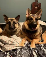 Ginny, a female German Shepherd Dog for sale in Sarcoxie, MO – 2 of 8