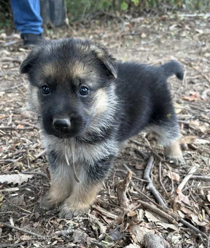 Lilian  – German Shepherd Dog puppy for sale in Sarcoxie, MO
