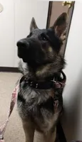 Ginny, a female German Shepherd Dog for sale in Sarcoxie, MO – 6 of 8