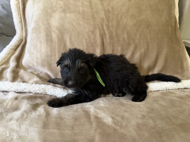 Griffin – German Shepherd Dog puppy for sale in Sarcoxie, MO