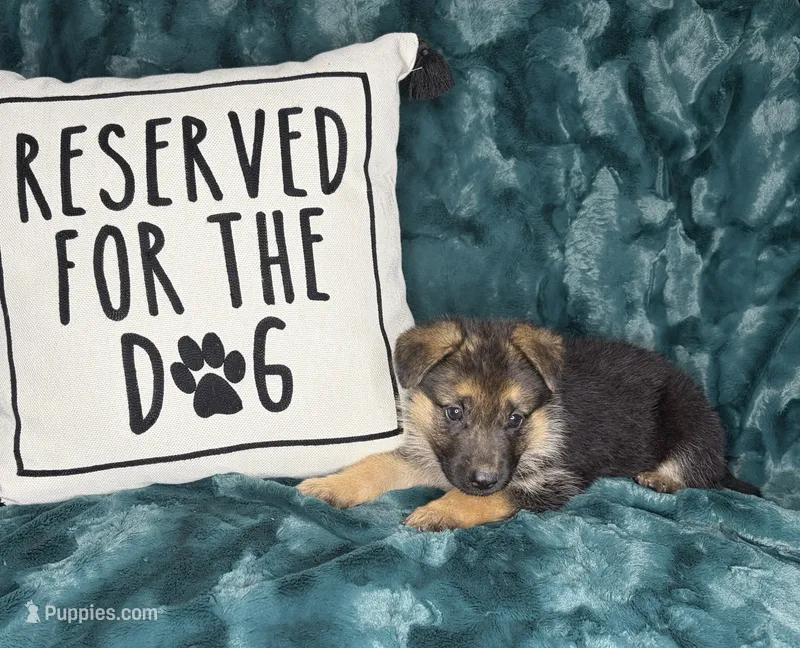 Lilian  – German Shepherd Dog puppy for sale in Sarcoxie, MO