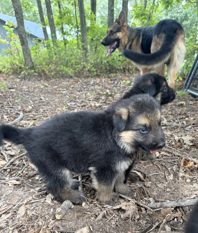 Ginny – German Shepherd Dog puppy for sale in Sarcoxie, MO