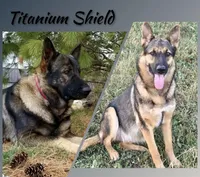 Bolt, a male German Shepherd Dog for sale in Sarcoxie, MO – Photo 8 of 10