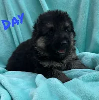 Bolt, a male German Shepherd Dog for sale in Sarcoxie, MO – Photo 3 of 10