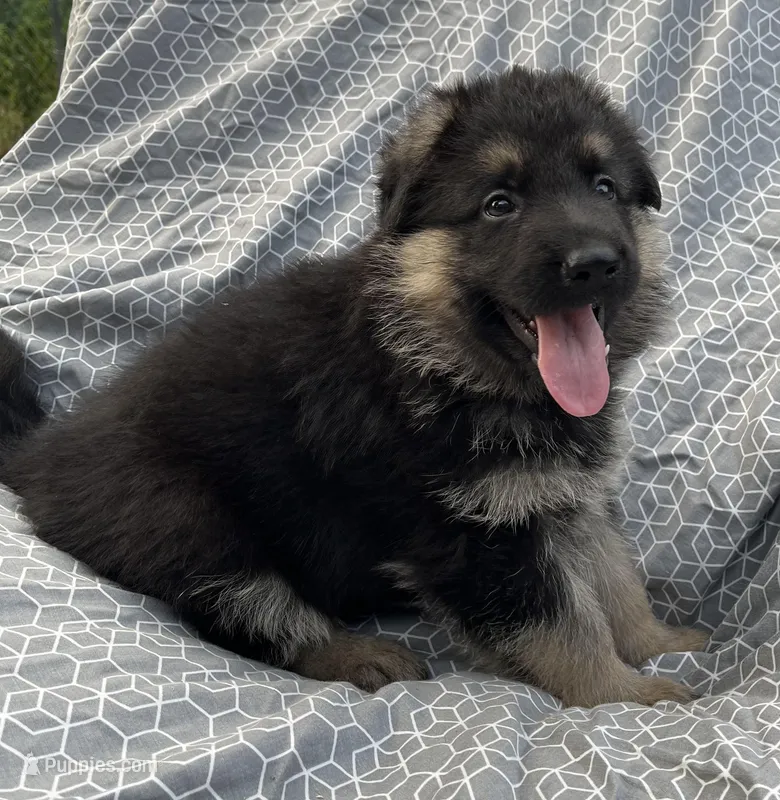 Bolt, a male German Shepherd Dog for sale in Sarcoxie, MO – Photo 1 of 10