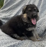 Bolt, a male German Shepherd Dog for sale in Sarcoxie, MO – Photo 1 of 10