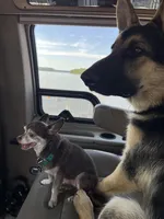 Bolt, a male German Shepherd Dog for sale in Sarcoxie, MO – Photo 10 of 10