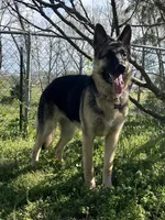 Bolt, a male German Shepherd Dog for sale in Sarcoxie, MO – Photo 7 of 10