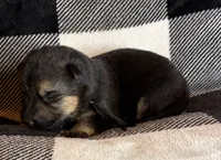 Bear, a male German Shepherd Dog for sale in Sarcoxie, MO – Photo 3 of 9