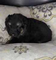 Bear, a male German Shepherd Dog for sale in Sarcoxie, MO – Photo 2 of 9