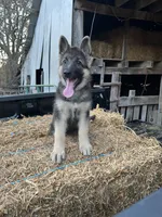 Bear, a male German Shepherd Dog for sale in Sarcoxie, MO – Photo 9 of 9