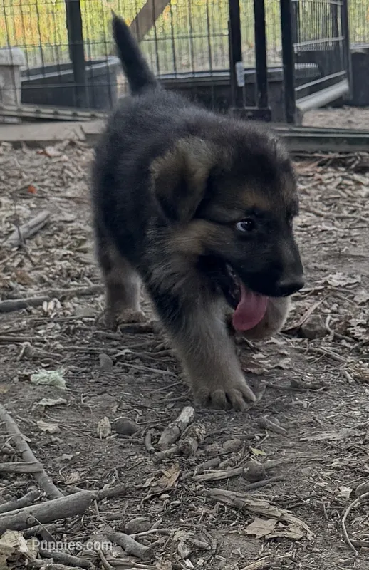 Lilian  – German Shepherd Dog puppy for sale in Sarcoxie, MO