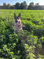 Ginny, a female German Shepherd Dog for sale in Sarcoxie, MO – 8 of 8