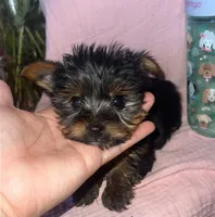 Yorkie, a male Yorkshire Terrier for sale in Piñon Hills, CA – Photo 2 of 2