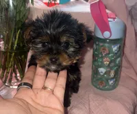 Yorkie, a male Yorkshire Terrier for sale in Piñon Hills, CA – Photo 1 of 2