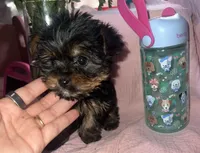 Yorkie, a male Yorkshire Terrier for sale in Piñon Hills, CA – Photo 2 of 2