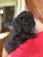 Oliver, a male Miniature Goldendoodle for sale in Cambridge, MN – Photo 1 of 2