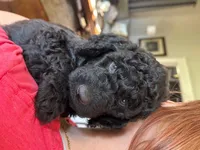 Oliver, a male Miniature Goldendoodle for sale in Cambridge, MN – Photo 2 of 2