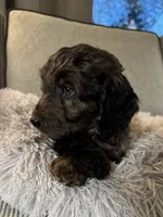 Toffee crunch, a female Miniature Goldendoodle for sale in Cambridge, MN – Photo 4 of 4