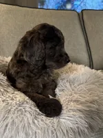 Toffee crunch, a female Miniature Goldendoodle for sale in Cambridge, MN – Photo 2 of 4