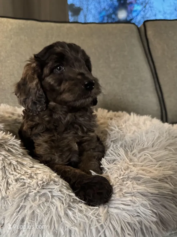 Toffee crunch – Miniature Goldendoodle puppy for sale in Cambridge, MN