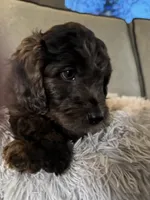 Toffee crunch, a female Miniature Goldendoodle for sale in Cambridge, MN – Photo 3 of 4