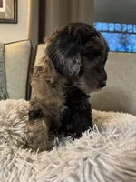 Masquerade, a female Miniature Goldendoodle for sale in Cambridge, MN – Photo 2 of 4