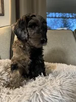 Masquerade, a female Miniature Goldendoodle for sale in Cambridge, MN – Photo 4 of 4