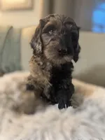 Masquerade, a female Miniature Goldendoodle for sale in Cambridge, MN – Photo 3 of 4