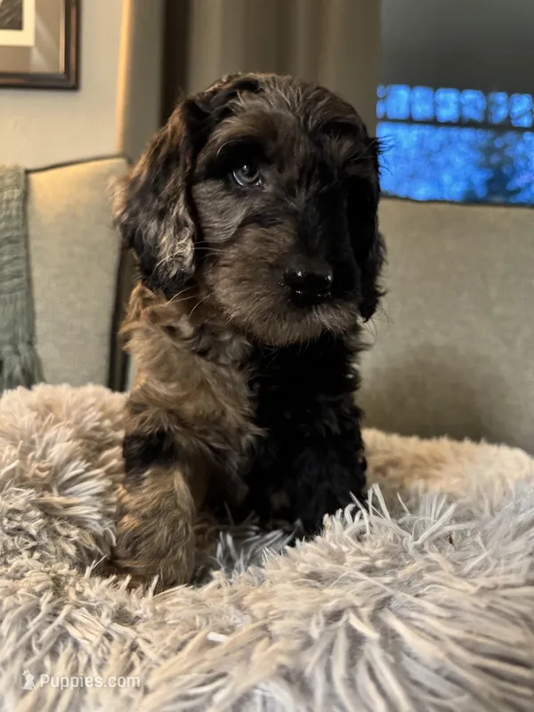 Masquerade – Miniature Goldendoodle puppy for sale in Cambridge, MN