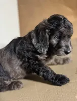 Toffee, a male Miniature Goldendoodle for sale in Cambridge, MN – Photo 2 of 4