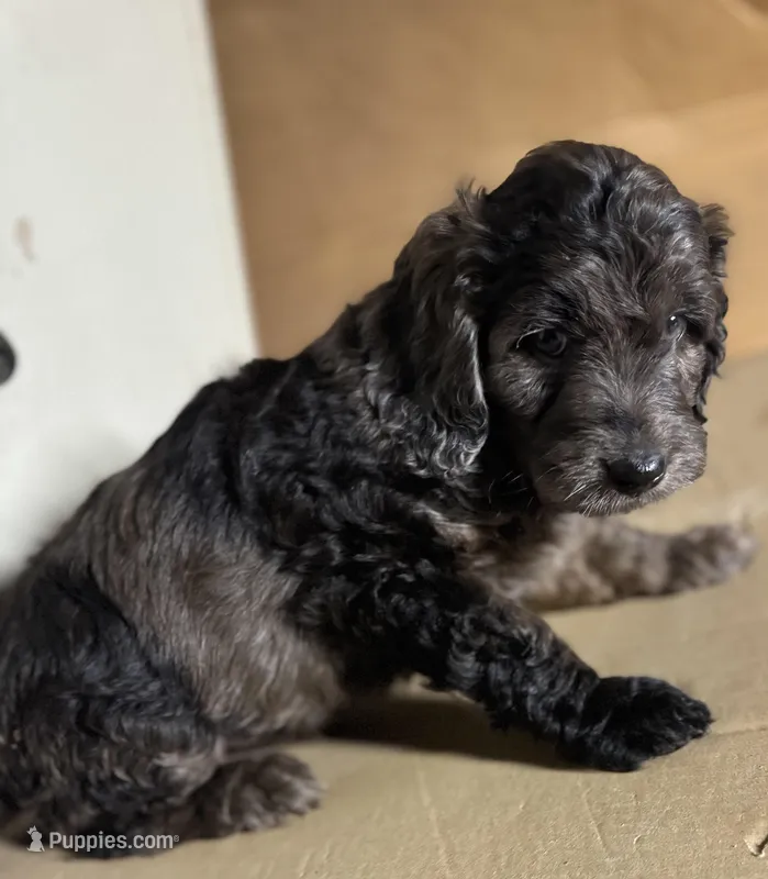Toffee – Miniature Goldendoodle puppy for sale in Cambridge, MN