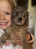 Dotty, a female Miniature Goldendoodle for sale in Cambridge, MN – Photo 2 of 3