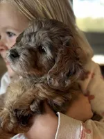 Dotty, a female Miniature Goldendoodle for sale in Cambridge, MN – Photo 1 of 3