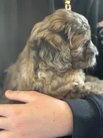 Dotty, a female Miniature Goldendoodle for sale in Cambridge, MN – Photo 3 of 3
