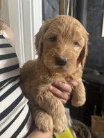 Foxie, a female Miniature Goldendoodle for sale in Cambridge, MN – Photo 3 of 4
