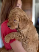 Foxie, a female Miniature Goldendoodle for sale in Cambridge, MN – Photo 2 of 4