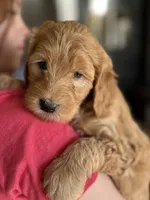 Foxie, a female Miniature Goldendoodle for sale in Cambridge, MN – Photo 1 of 4