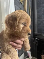 Foxie, a female Miniature Goldendoodle for sale in Cambridge, MN – Photo 4 of 4