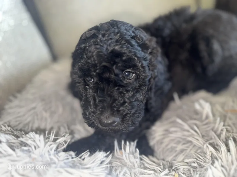 Lacy – Miniature Goldendoodle puppy for sale in Cambridge, MN